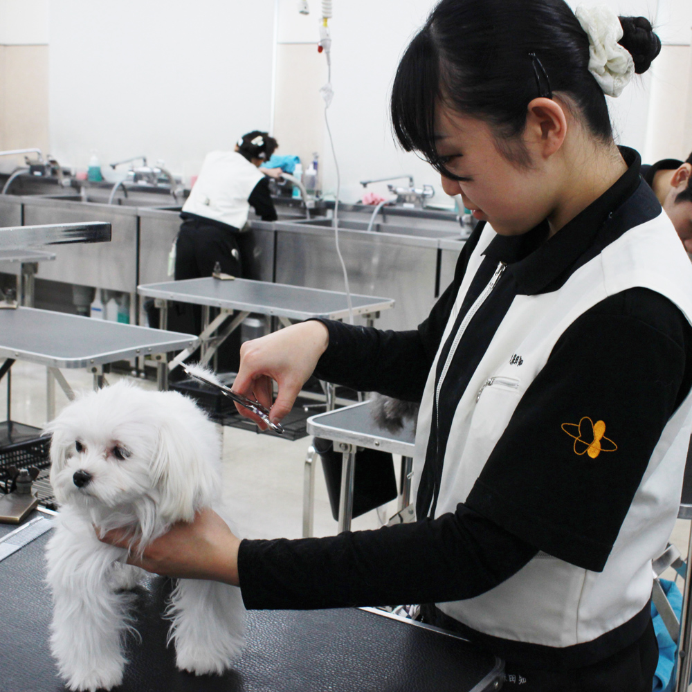 １年生モデル犬と一緒にトリミング実習！